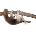 Collared Anteater, Tamandua tetradactyla on white Royalty Free Stock Photo