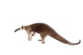 Collared Anteater, Tamandua tetradactyla on white Royalty Free Stock Photo