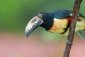 Collared Aracari