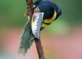 Collared Aracari