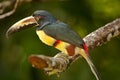 Collared Aracari