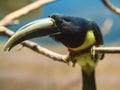 Collared aracari or collared araÃÂ§ari Pteroglossus torquatus is a toucan, a near-passerine bird Royalty Free Stock Photo