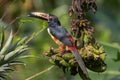 Collared Aracari from Arenal Volcano National Park, Costa Rica Royalty Free Stock Photo