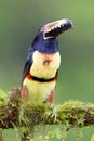 Collared Aracari  840033 Royalty Free Stock Photo