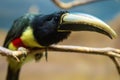 Collared aracari or collared araÃÂ§ari Pteroglossus torquatus is a toucan, a near-passerine bird. Royalty Free Stock Photo