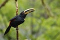 A Collared Aracari in Ecuador Royalty Free Stock Photo