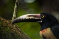 Colorful Aracari toucan Royalty Free Stock Photo