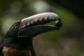 Collared Aracari toucan Royalty Free Stock Photo