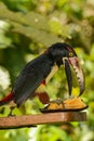 Collared Aracari Royalty Free Stock Photo