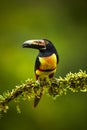 Collared Aracari, Pteroglossus torquatus, bird with big bill. To Royalty Free Stock Photo