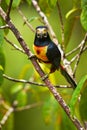 Collared Aracari, Pteroglossus torquatus, bird with big bill. To