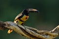 Collared Aracari, Pteroglossus torquatus, bird with big bill. Toucan sitting on the branch in the forest, Boca Tapada, Laguna de L Royalty Free Stock Photo