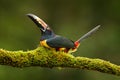 Collared Aracari, Pteroglossus torquatus, bird with big bill. Toucan sitting on the branch in the forest, Boca Tapada, Laguna de L