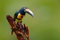 Collared Aracari, Pteroglossus torquatus, bird with big bill. Toucan sitting on the branch in the forest, Boca Tapada, Laguna de L Royalty Free Stock Photo