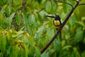 Collared Aracari, Pteroglossus torquatus, bird with big bill. Toucan sitting on the nice branch in the forest, Boca Tapada, Costa Royalty Free Stock Photo