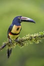 Collared Aracari - Pteroglossus torquatus