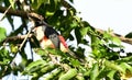 Collared Aracari Pteroglossus torquatus