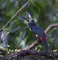 Collared Aracari Pteroglossus torquatus Royalty Free Stock Photo