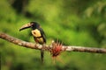 Collared Aracari (Pteroglossus torquatus) Royalty Free Stock Photo