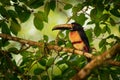 Collared Aracari - Pteroglossus torquatus is toucan, a near-passerine bird Royalty Free Stock Photo