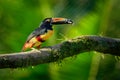 Collared Aracari - Pteroglossus torquatus is toucan, a near-passerine bird