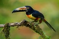Collared Aracari - Pteroglossus torquatus is toucan, a near-passerine bird. It breeds from southern Mexico to Panama, Ecuador, Royalty Free Stock Photo