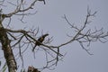 collared aracari Pteroglossus torquatus is a toucan a near passerine bird sitting above on a tree Royalty Free Stock Photo