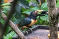 A Collared Aracari in Rio Celeste, Costa Rica Royalty Free Stock Photo