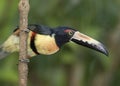Collared Aracari Toucan Pteroglossus Costa Rica Royalty Free Stock Photo