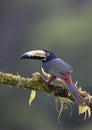 A Collared Aracari Toucan Pteroglossus perched on a mossy branch in the rainforests of Costa Rica Royalty Free Stock Photo