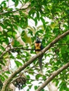 Collared Aracari (Pteroglossus torquatus)  eating a berry, taken in Costa Rica Royalty Free Stock Photo