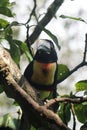 Collared Toucan Costa Rica