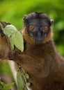 Collared Brown Lemur Royalty Free Stock Photo
