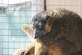 Collared brown lemur in the sun