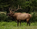 Collared Bull Elk Digs Deep For a Bugle Royalty Free Stock Photo