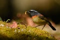 Collared Bush-robin Royalty Free Stock Photo