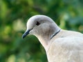 Collared Dove Royalty Free Stock Photo