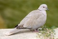 Collared Dove Royalty Free Stock Photo