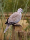 Collared Dove Royalty Free Stock Photo