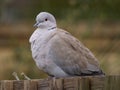 Collared Dove