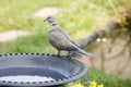 Collared Dove on a birdbath