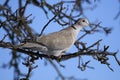 Collared dove on the branch Royalty Free Stock Photo