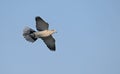 Collared Dove, Greece