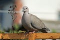 Collared Dove