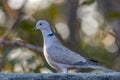 Collared Dove Royalty Free Stock Photo