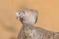Collared dove Royalty Free Stock Photo