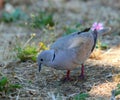 Collared dove searching food