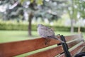 Collared dove sleeping on a bench in a park Royalty Free Stock Photo