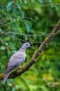 Collared dove or Streptopelia decaocto on branch Royalty Free Stock Photo