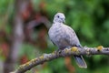 Collared dove or Streptopelia decaocto on branch Royalty Free Stock Photo